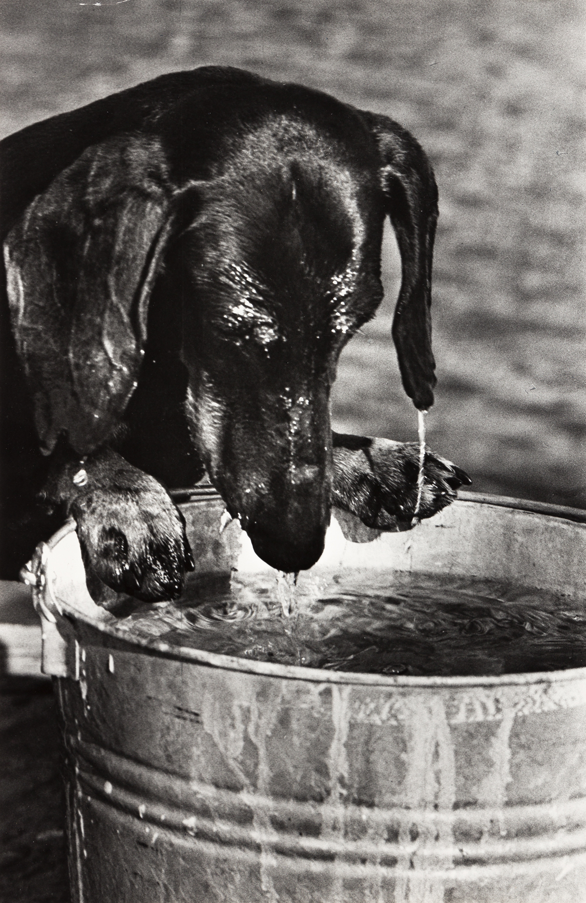 Frissell, Toni (1907-1988) Dachshund Drinking Water.